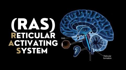 Sleep Ras How I Use the Power of the Reticular Activating System (RAS) to ...
